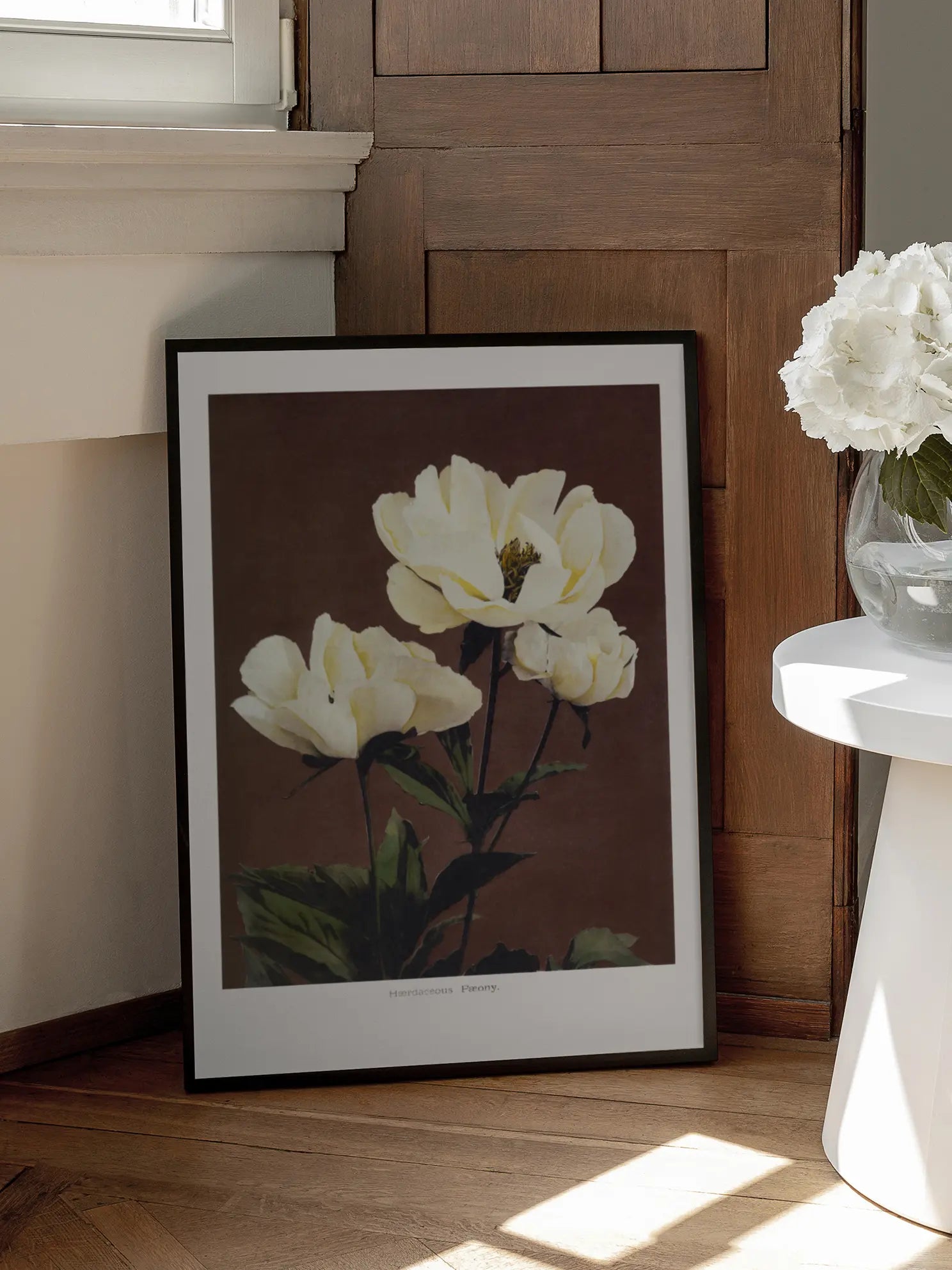 Herbaceous Peony Poster