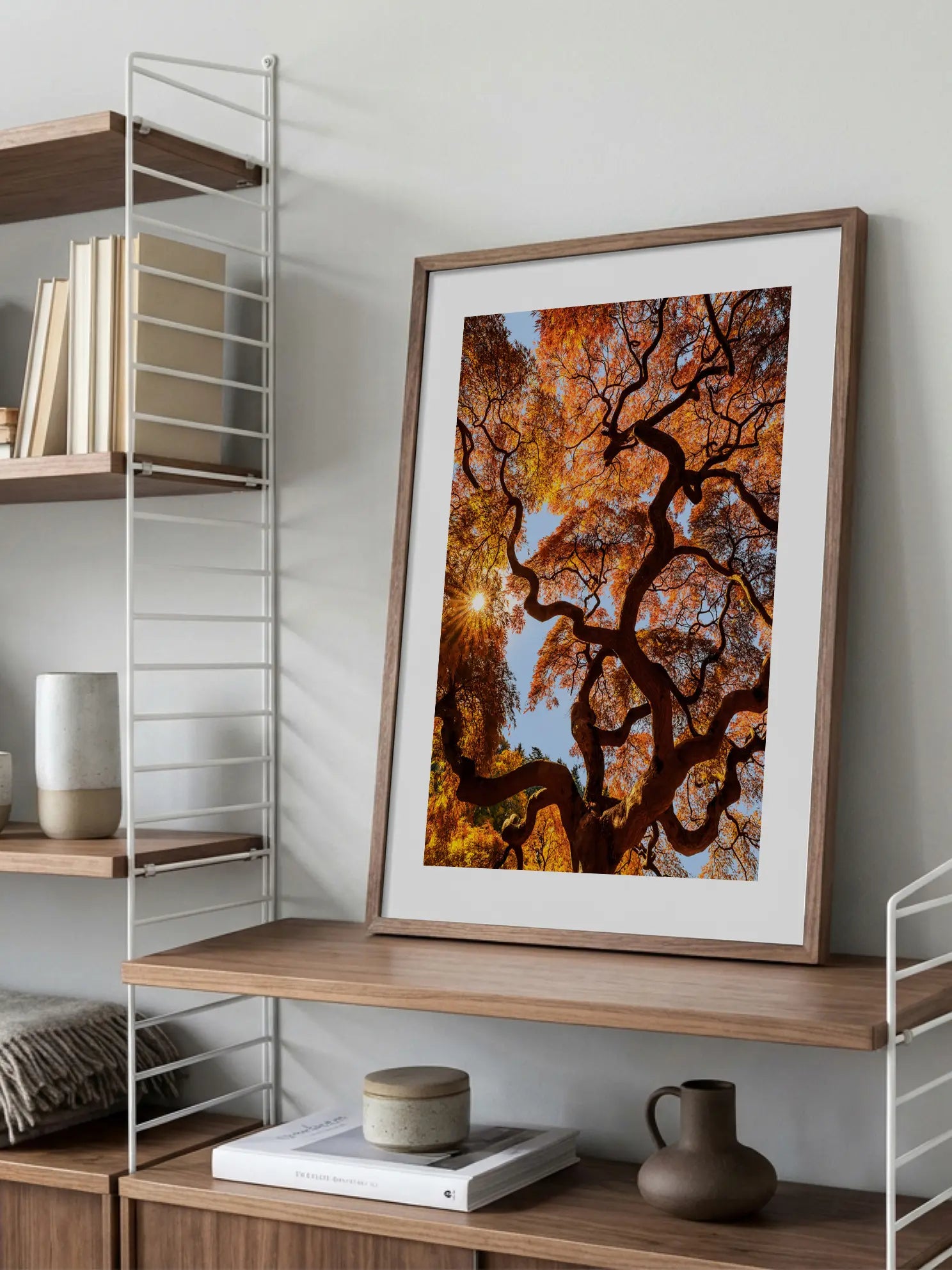 Japanese Maple Tree Poster