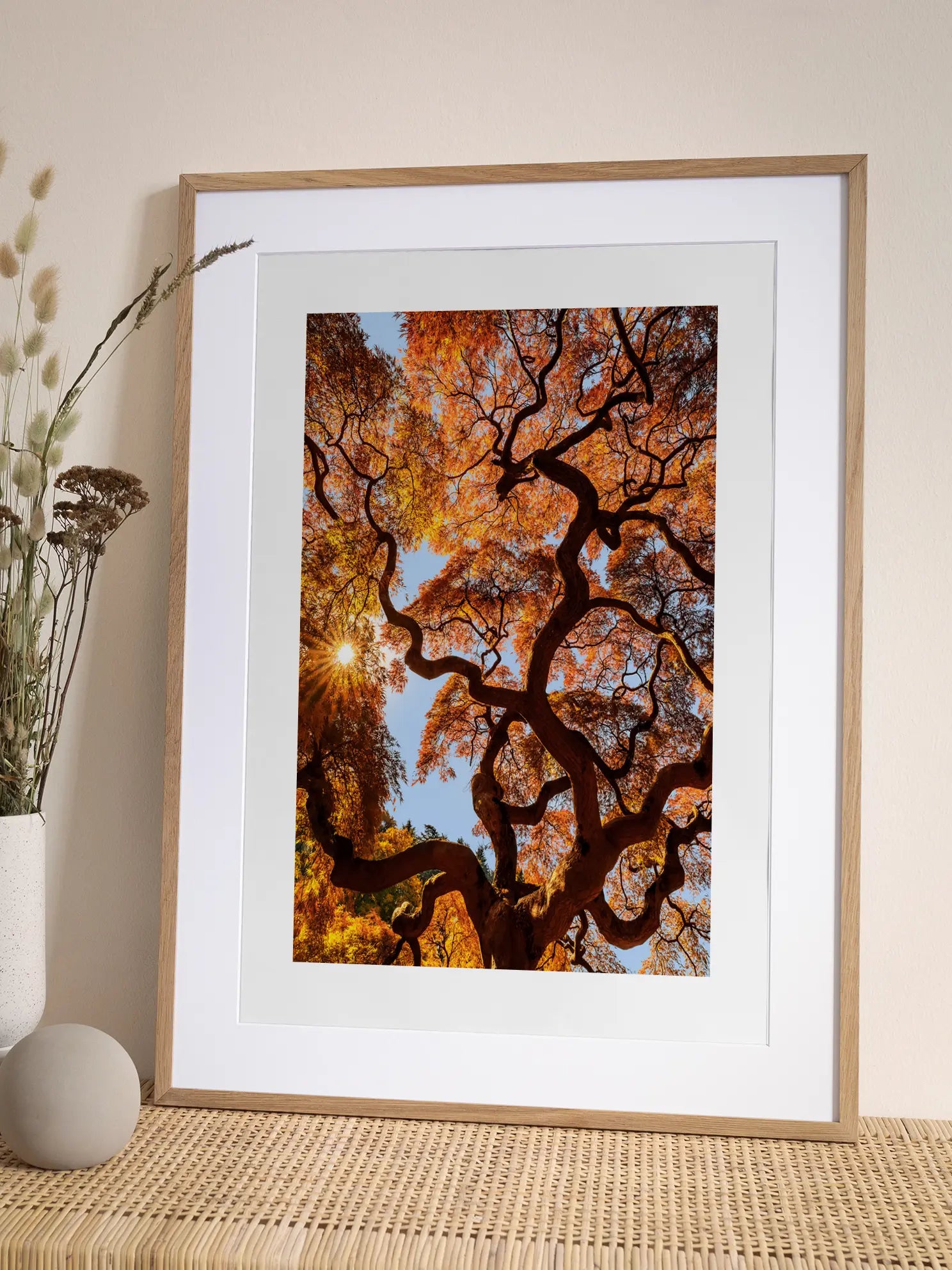 Japanese Maple Tree Poster