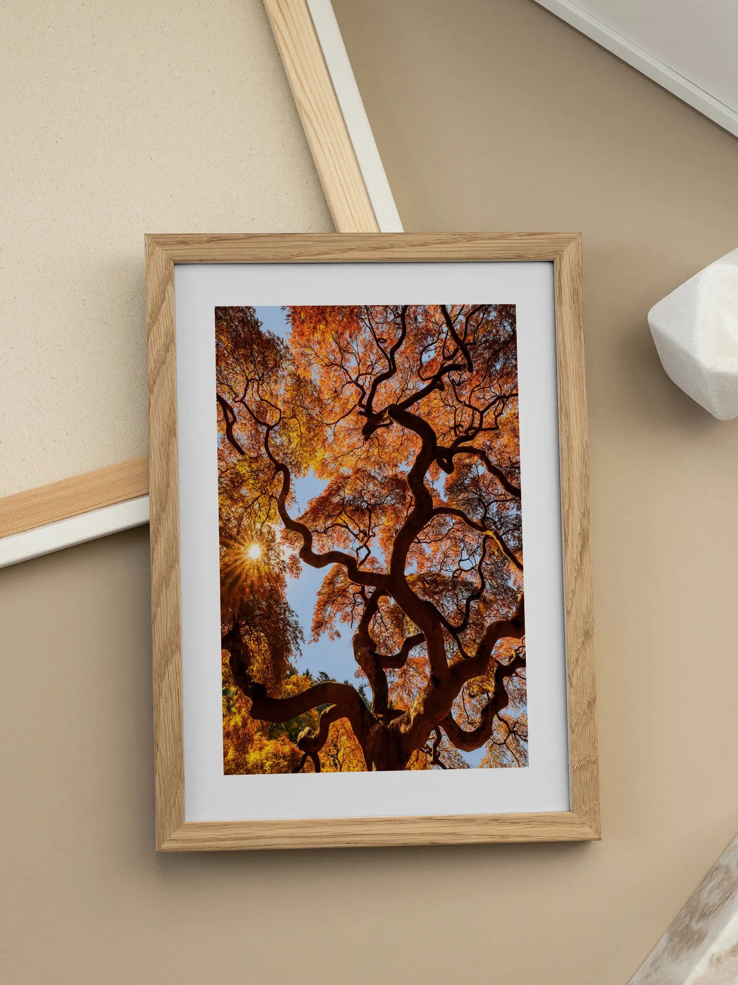 Japanese Maple Tree Poster