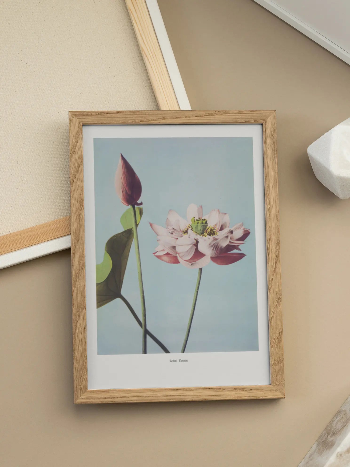 Lotus Flower Poster