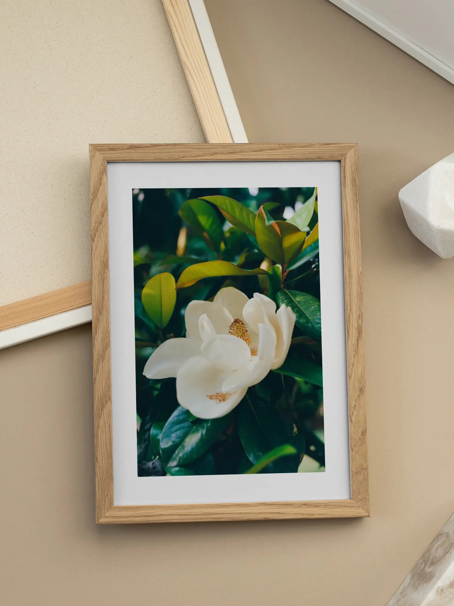 Magnolia Bloom No2 Poster