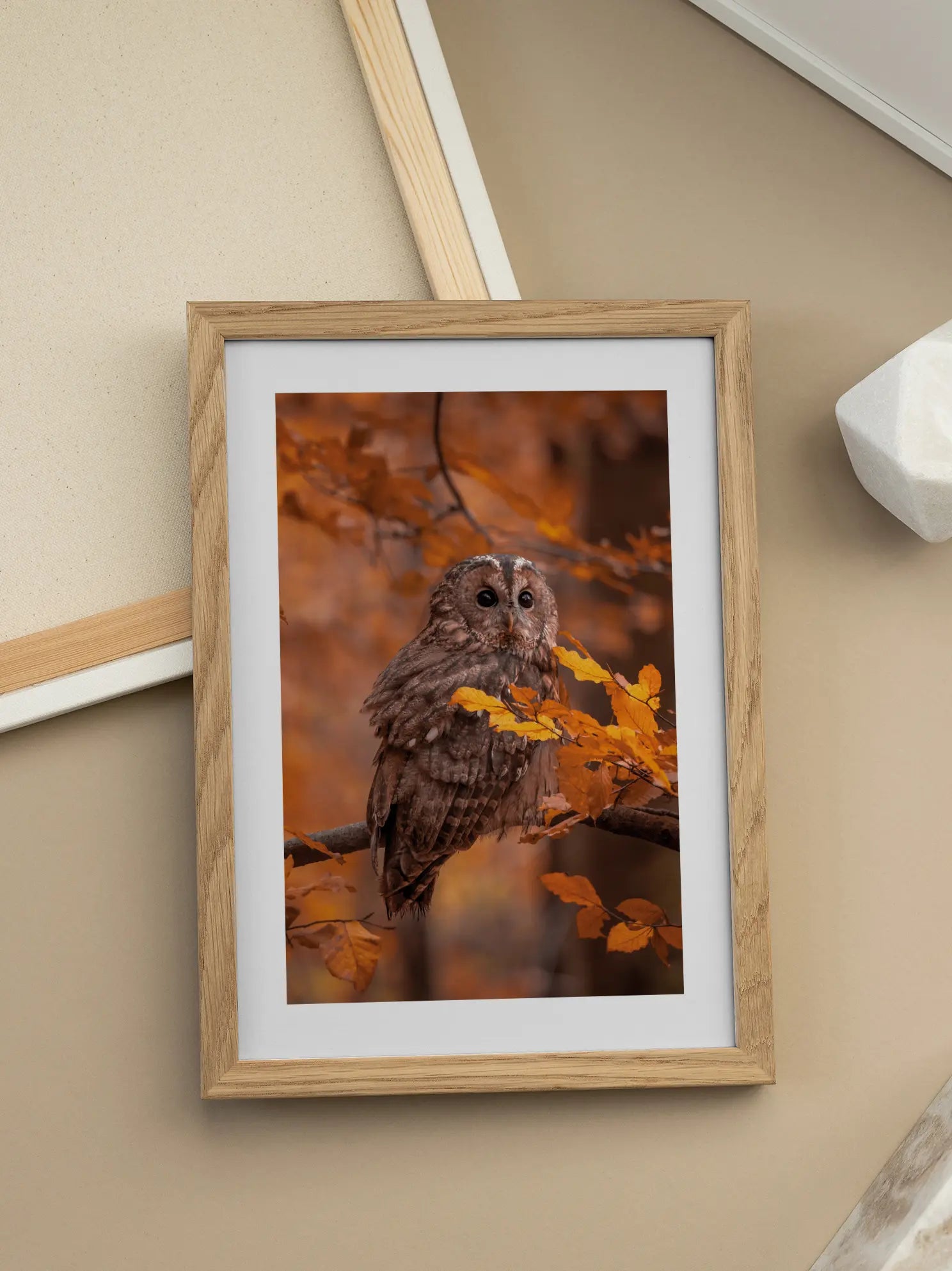Peeking Owl Poster