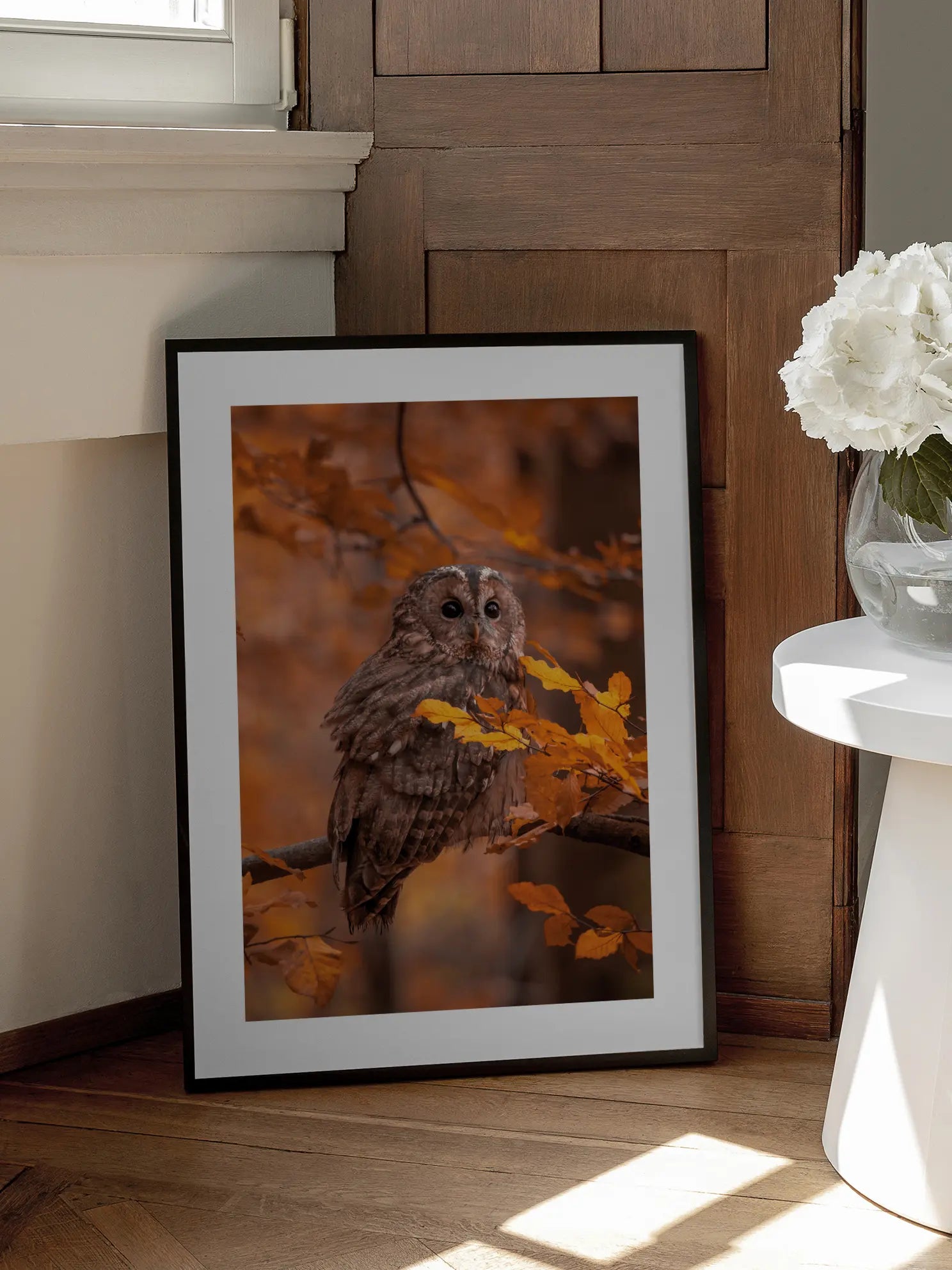 Peeking Owl Poster