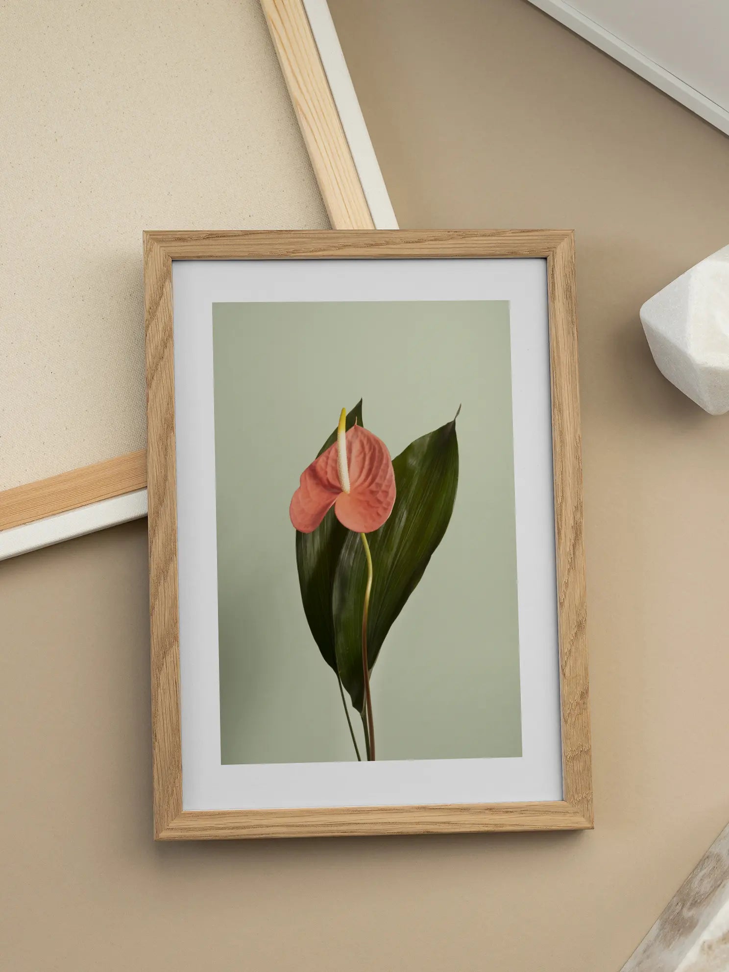 Pink Anthurium Poster