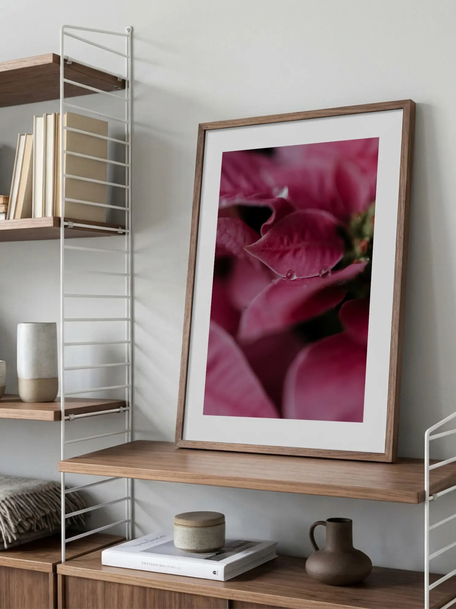 Pink Poinsettia Poster