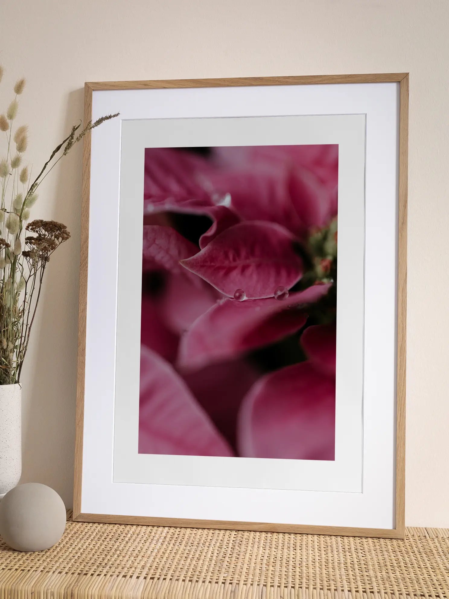 Pink Poinsettia Poster