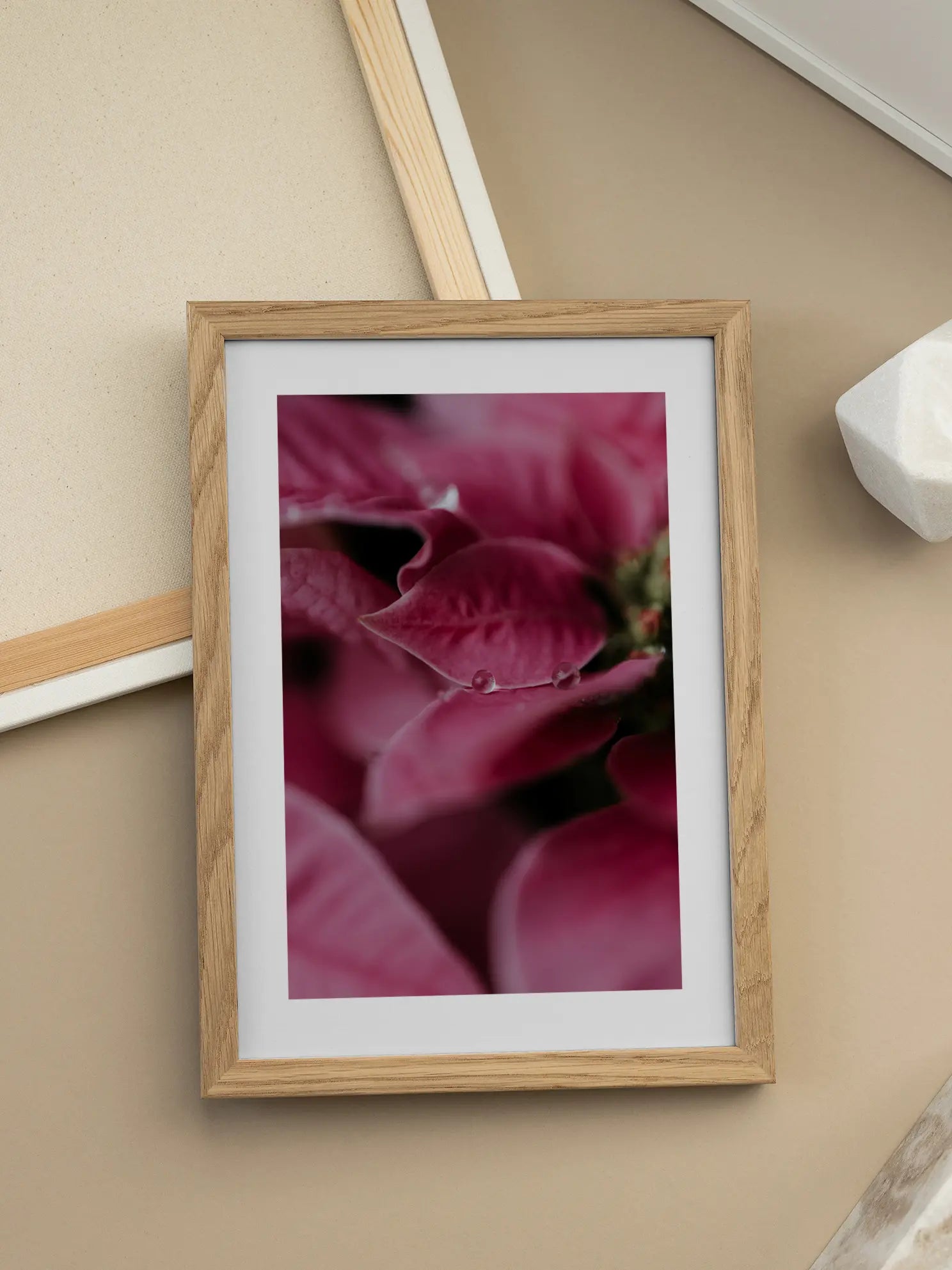 Pink Poinsettia Poster