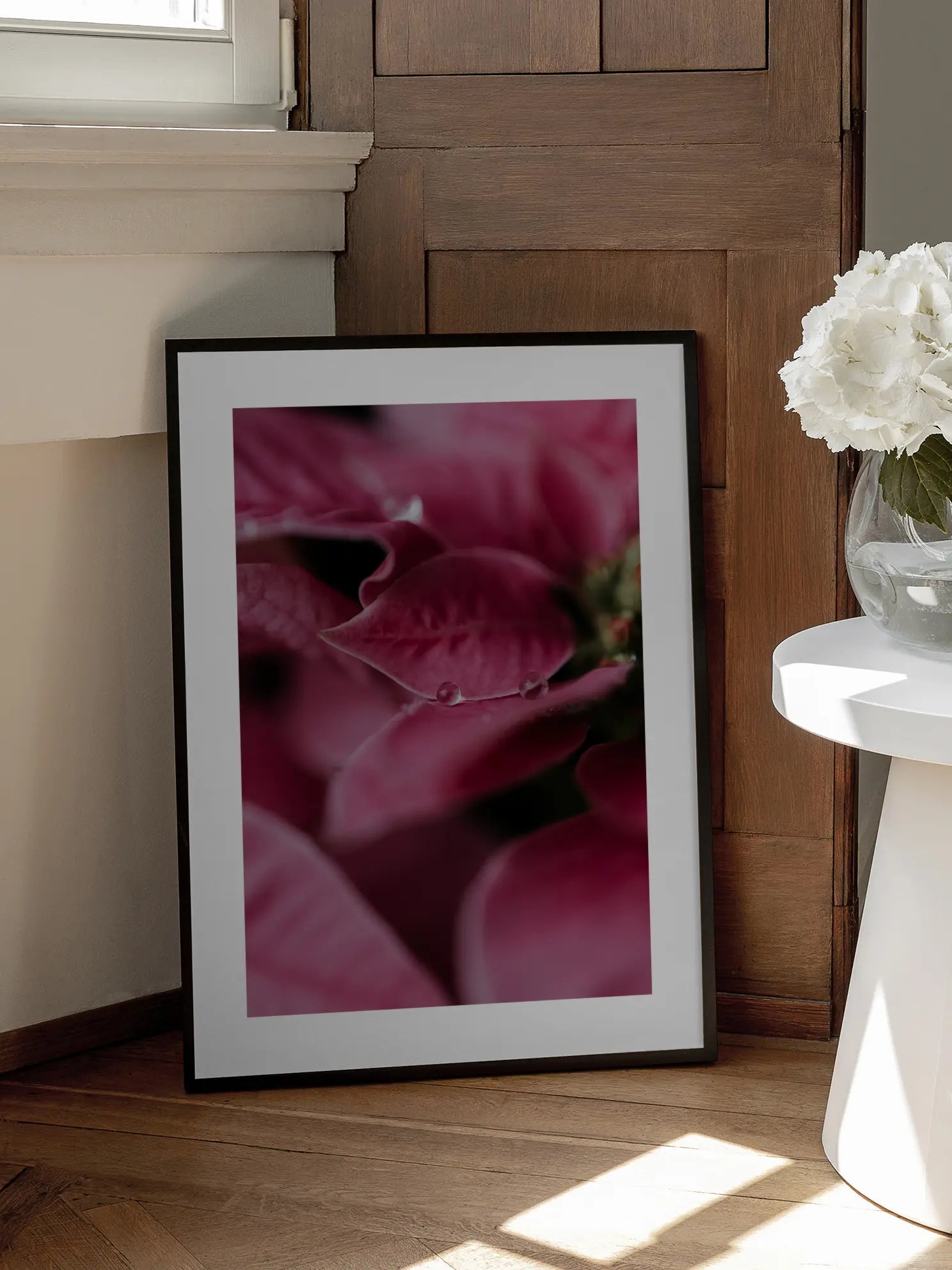 Pink Poinsettia Poster