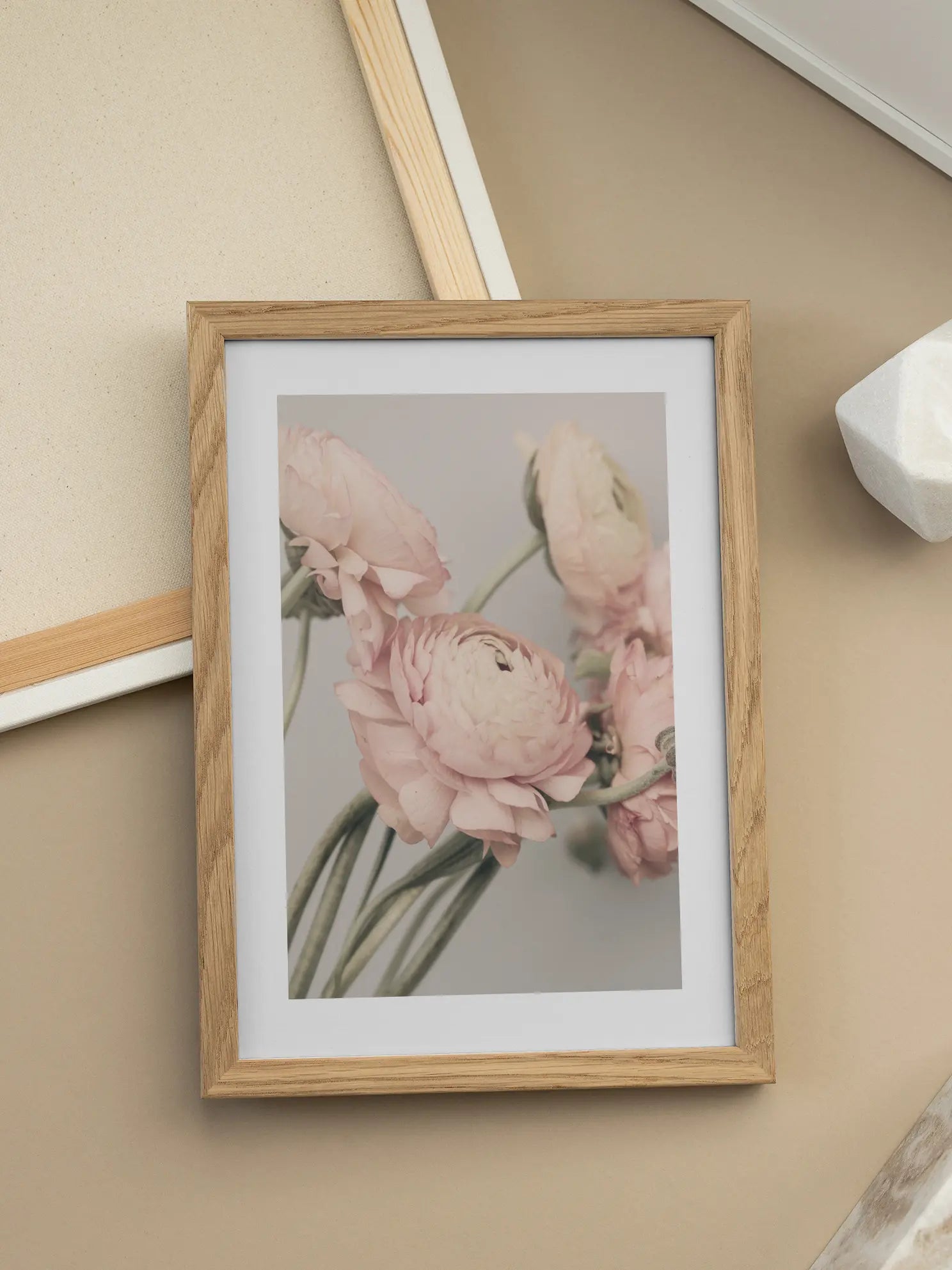 Pink Ranunculus Poster