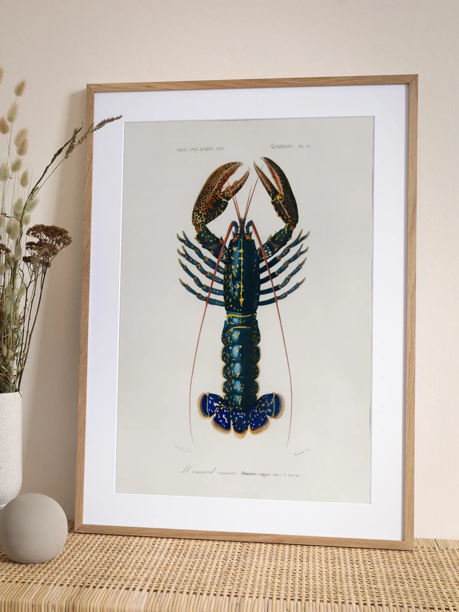 Rare Lobster Poster