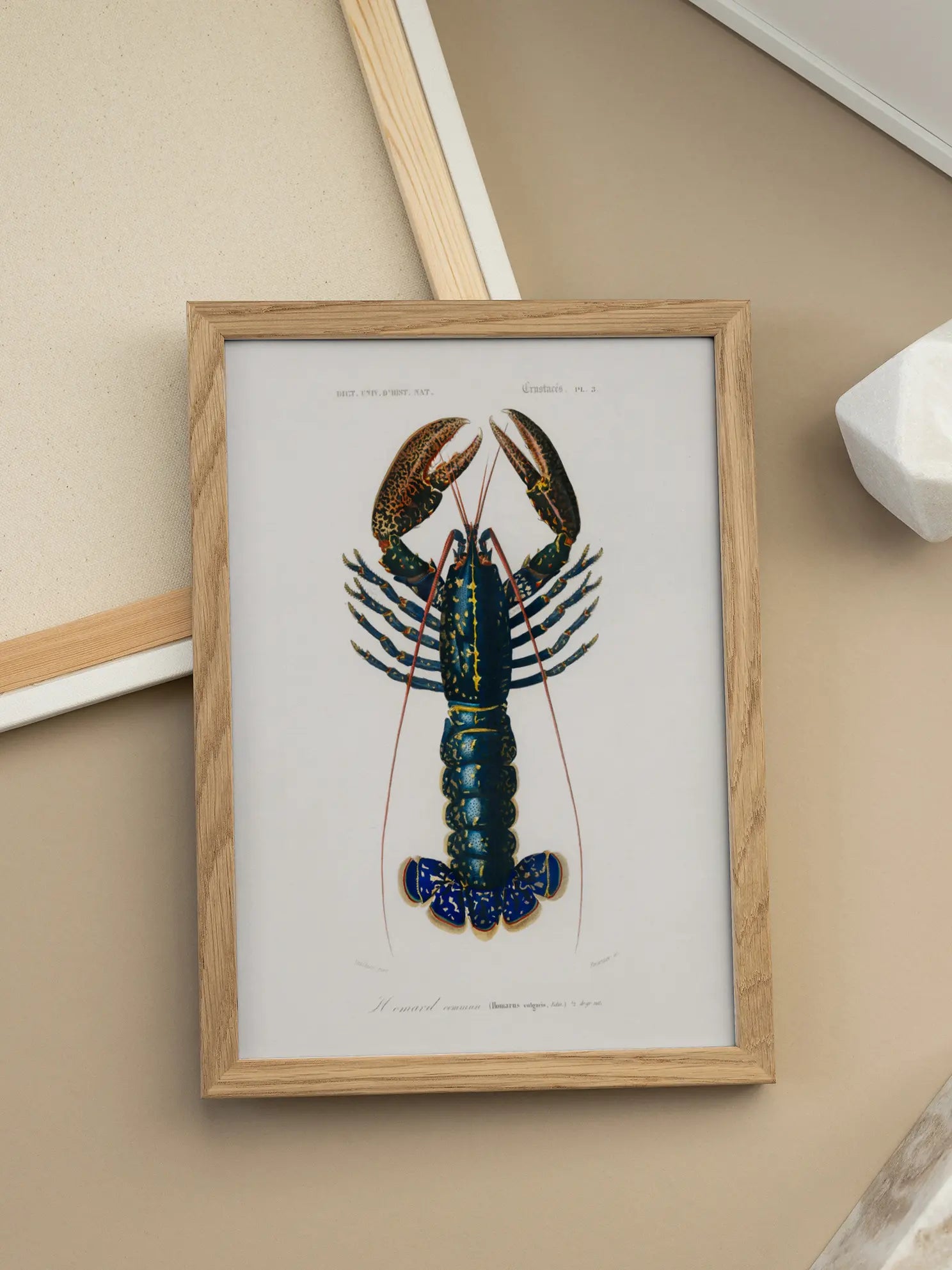 Rare Lobster Poster