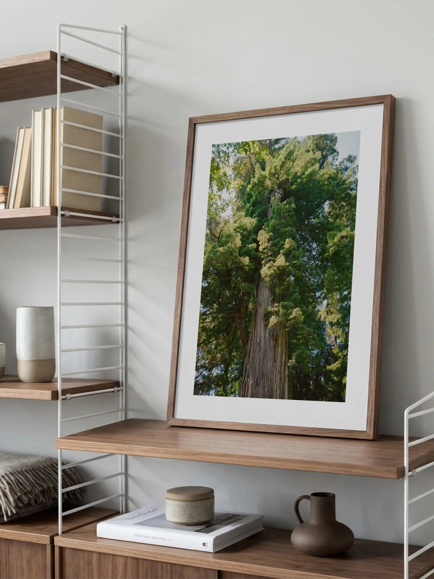 Redwood Tree Poster