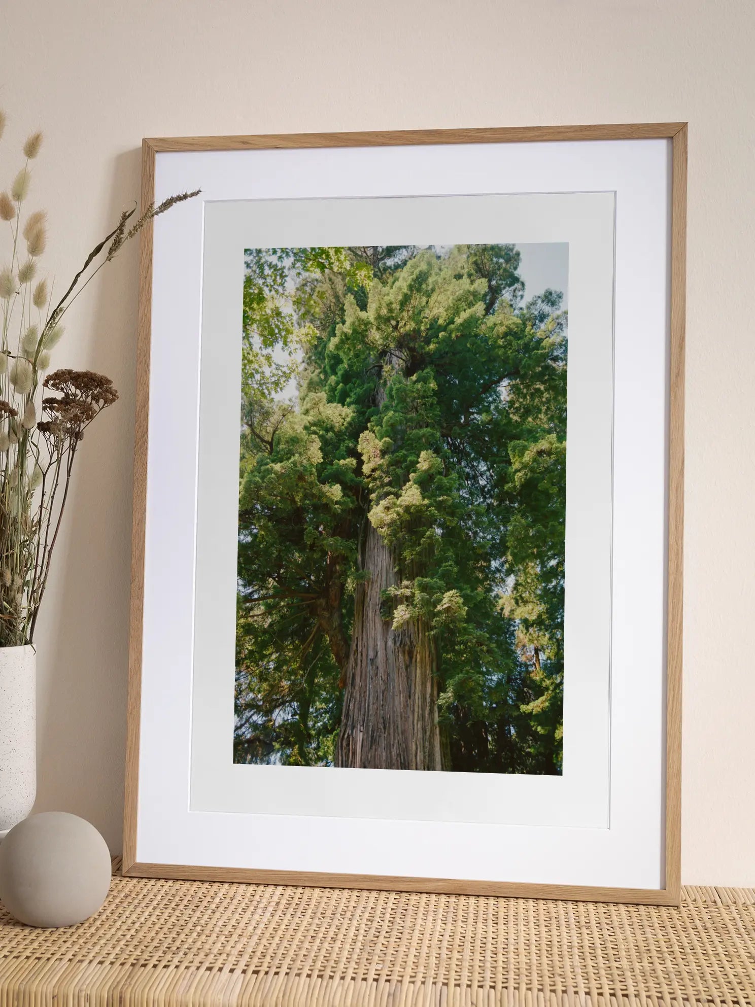 Redwood Tree Poster