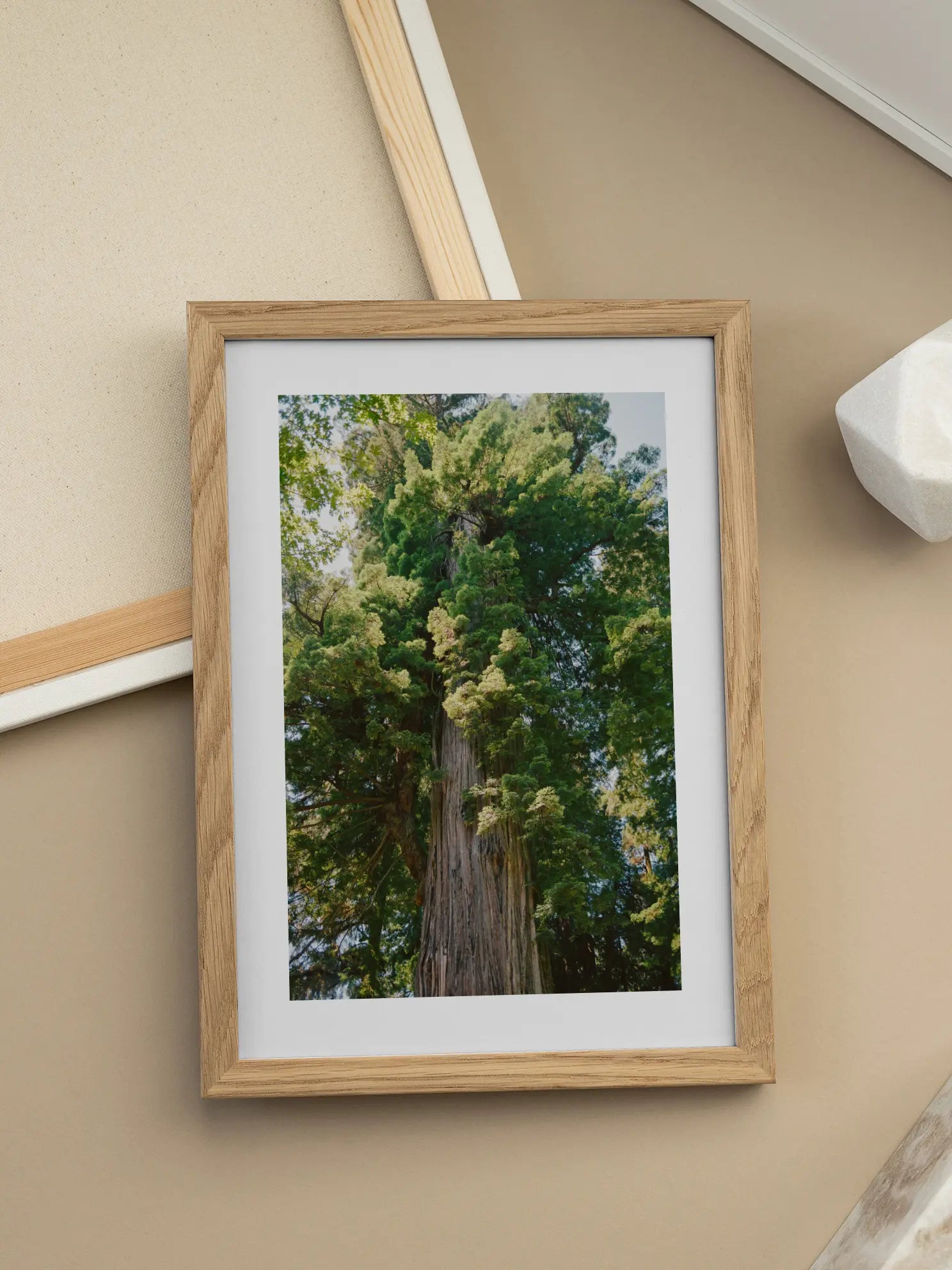 Redwood Tree Poster