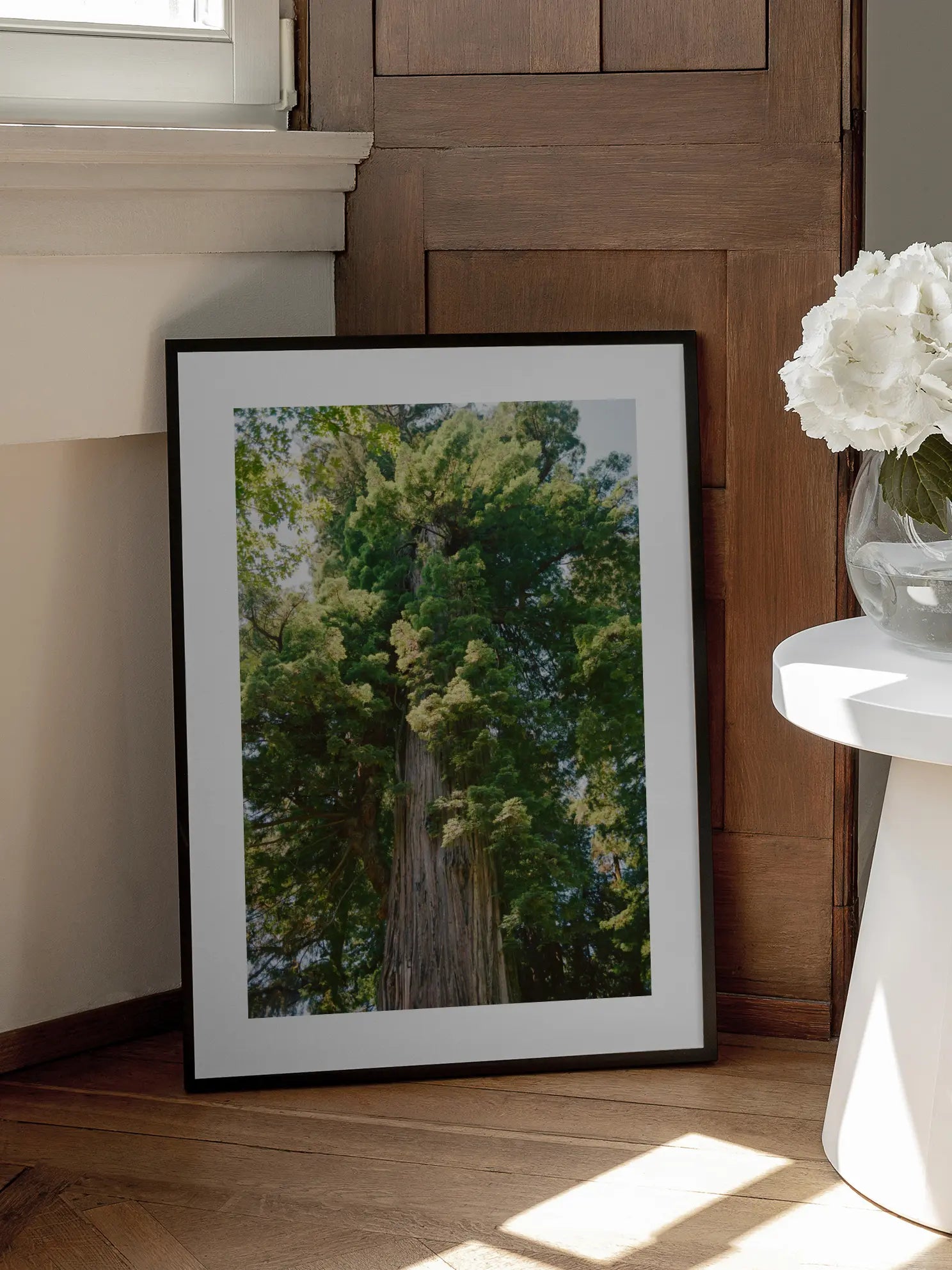 Redwood Tree Poster