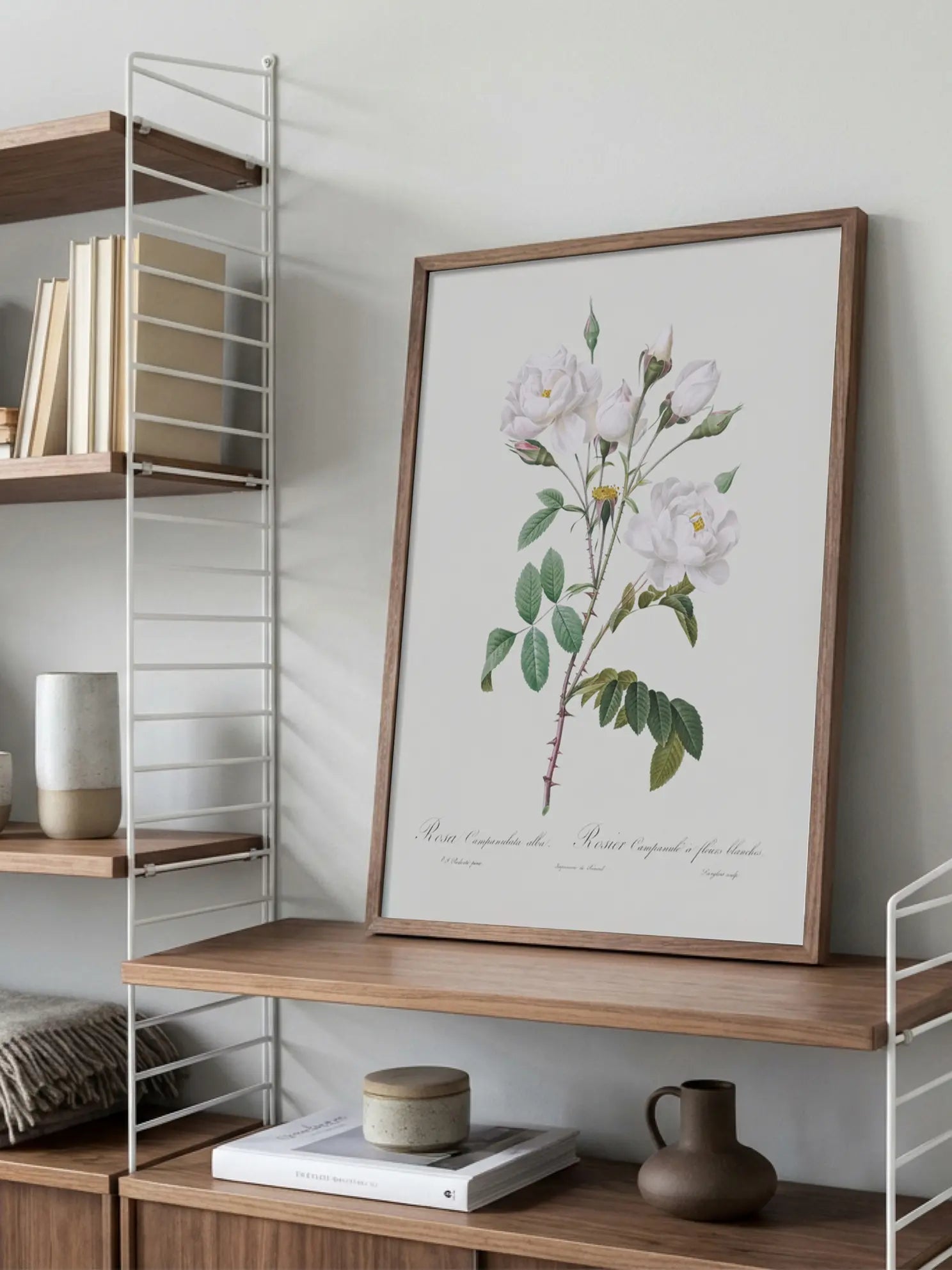 Rosa Campanulata Alba Poster