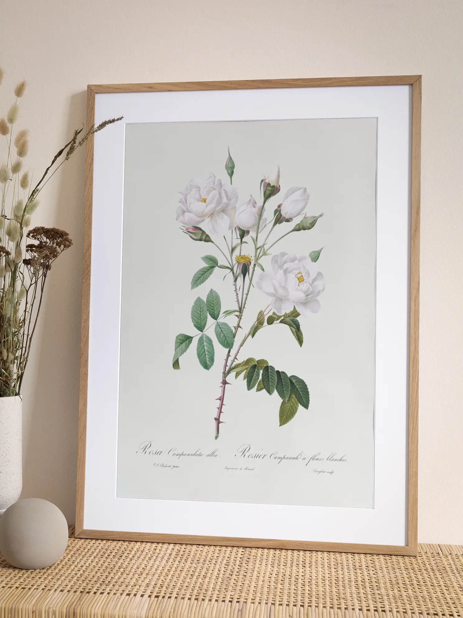 Rosa Campanulata Alba Poster