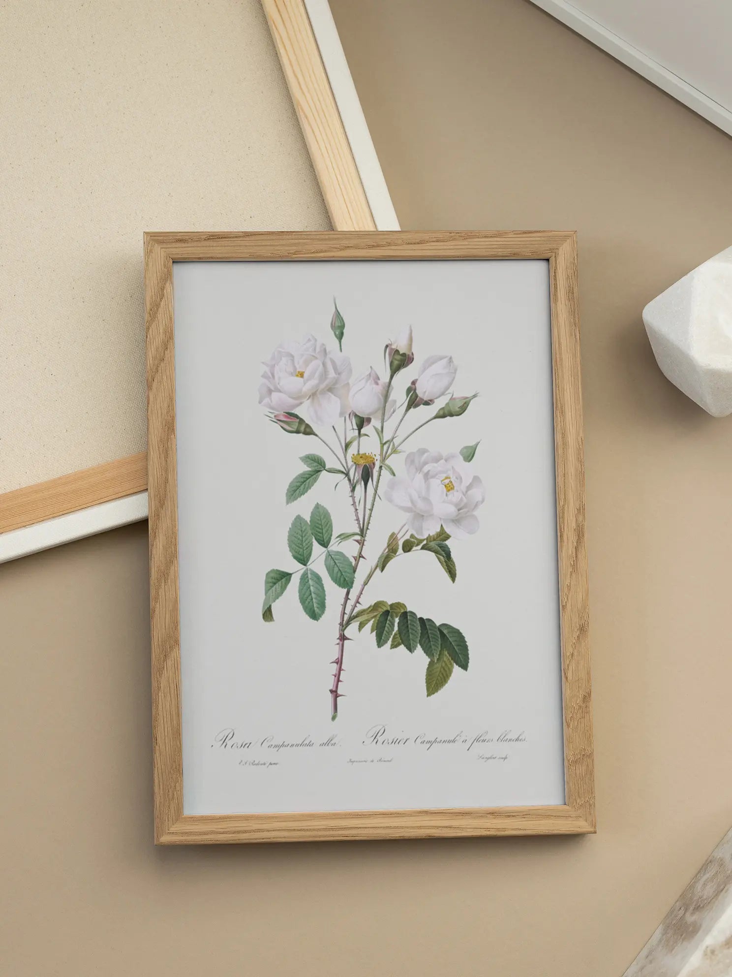Rosa Campanulata Alba Poster