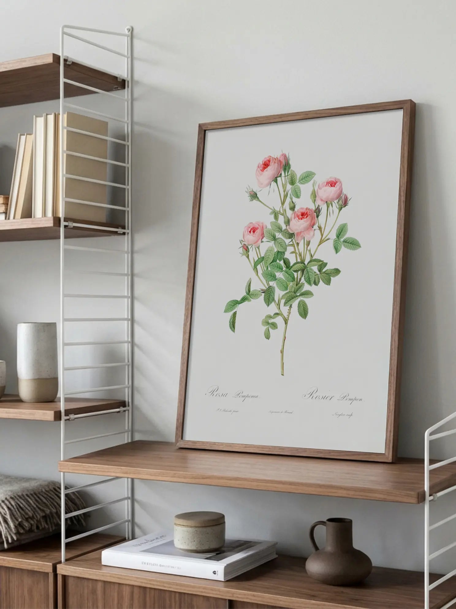 Rosa Pomponia Poster