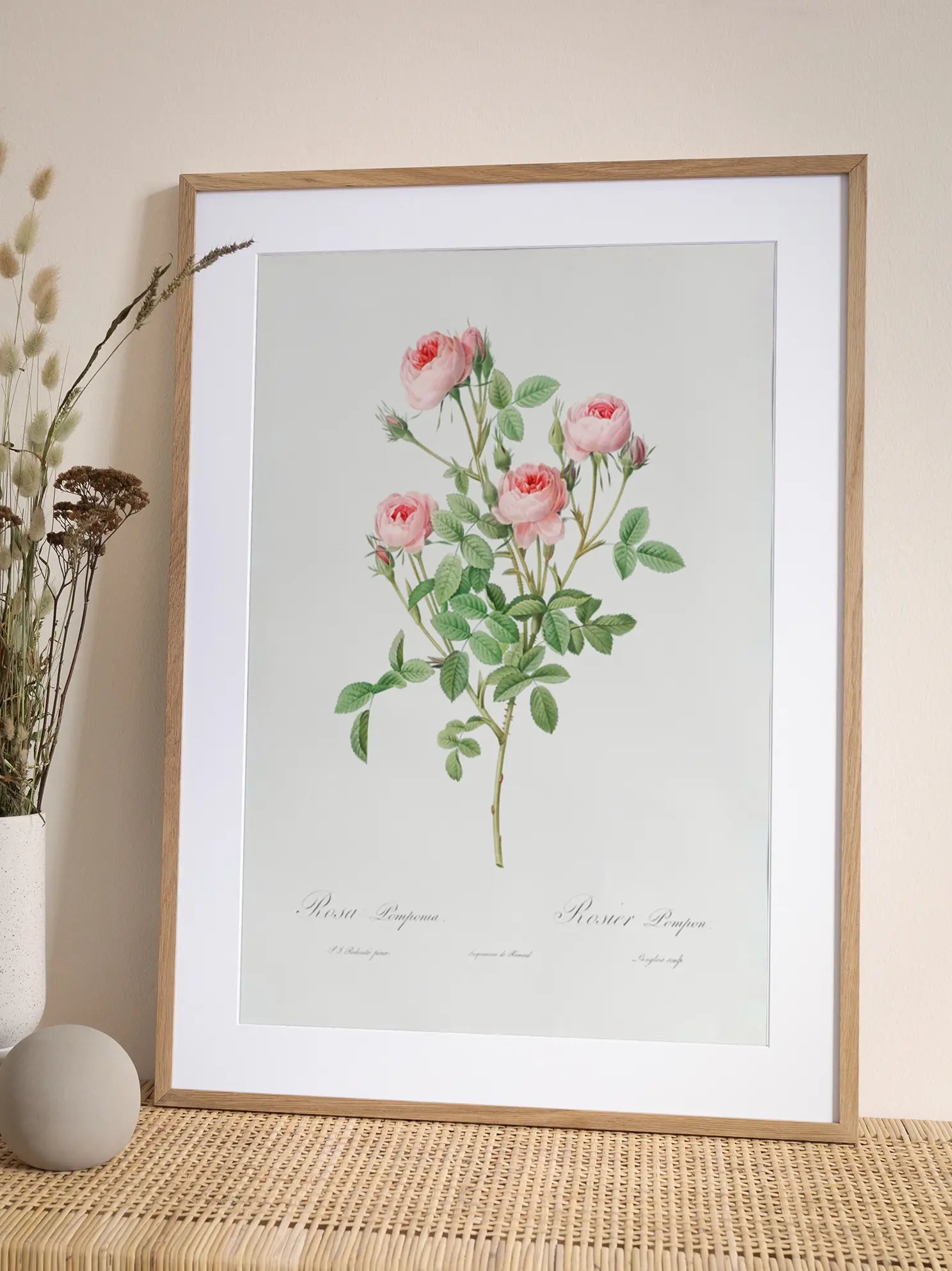 Rosa Pomponia Poster