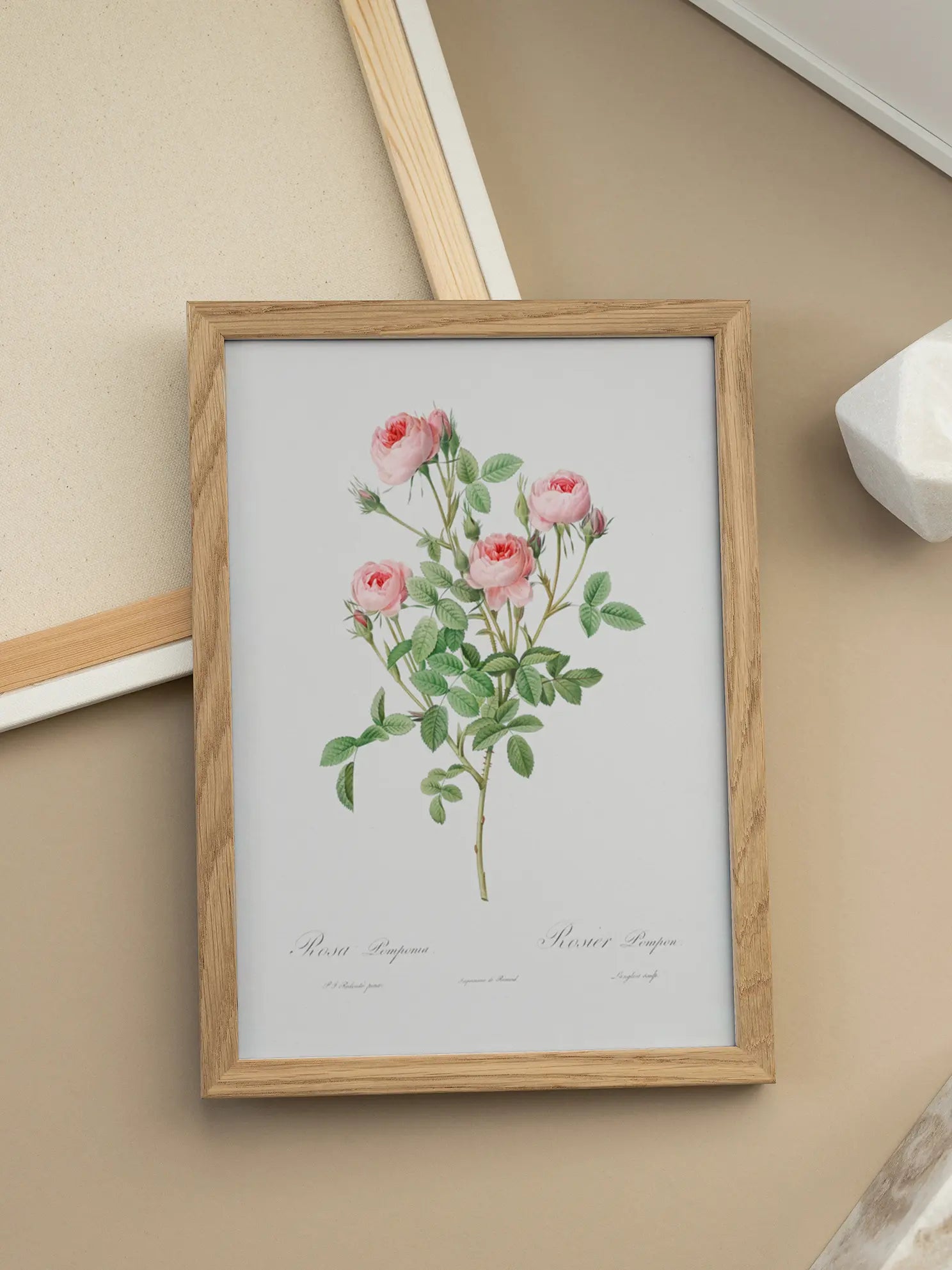 Rosa Pomponia Poster