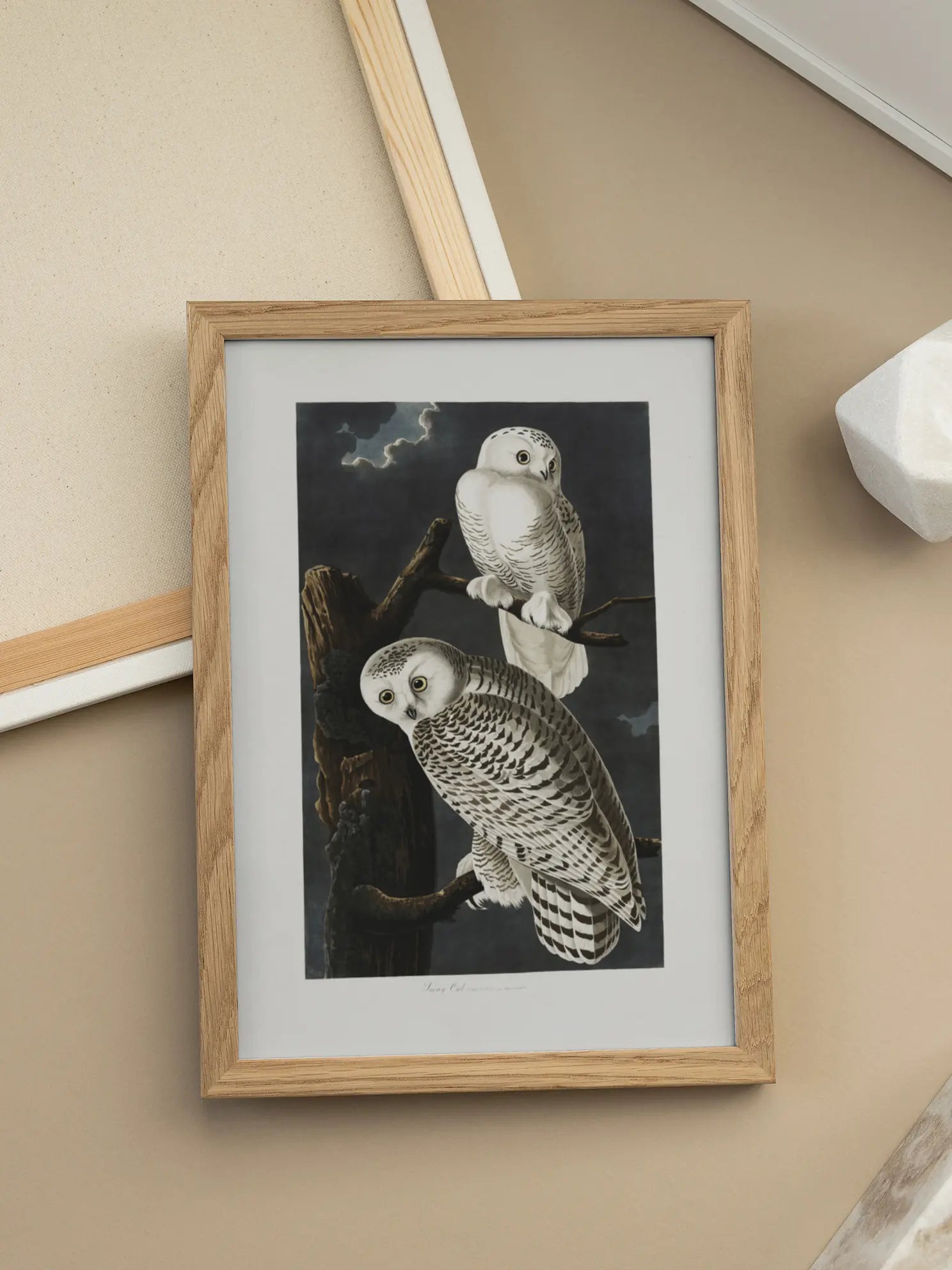 Snowy Owl Poster