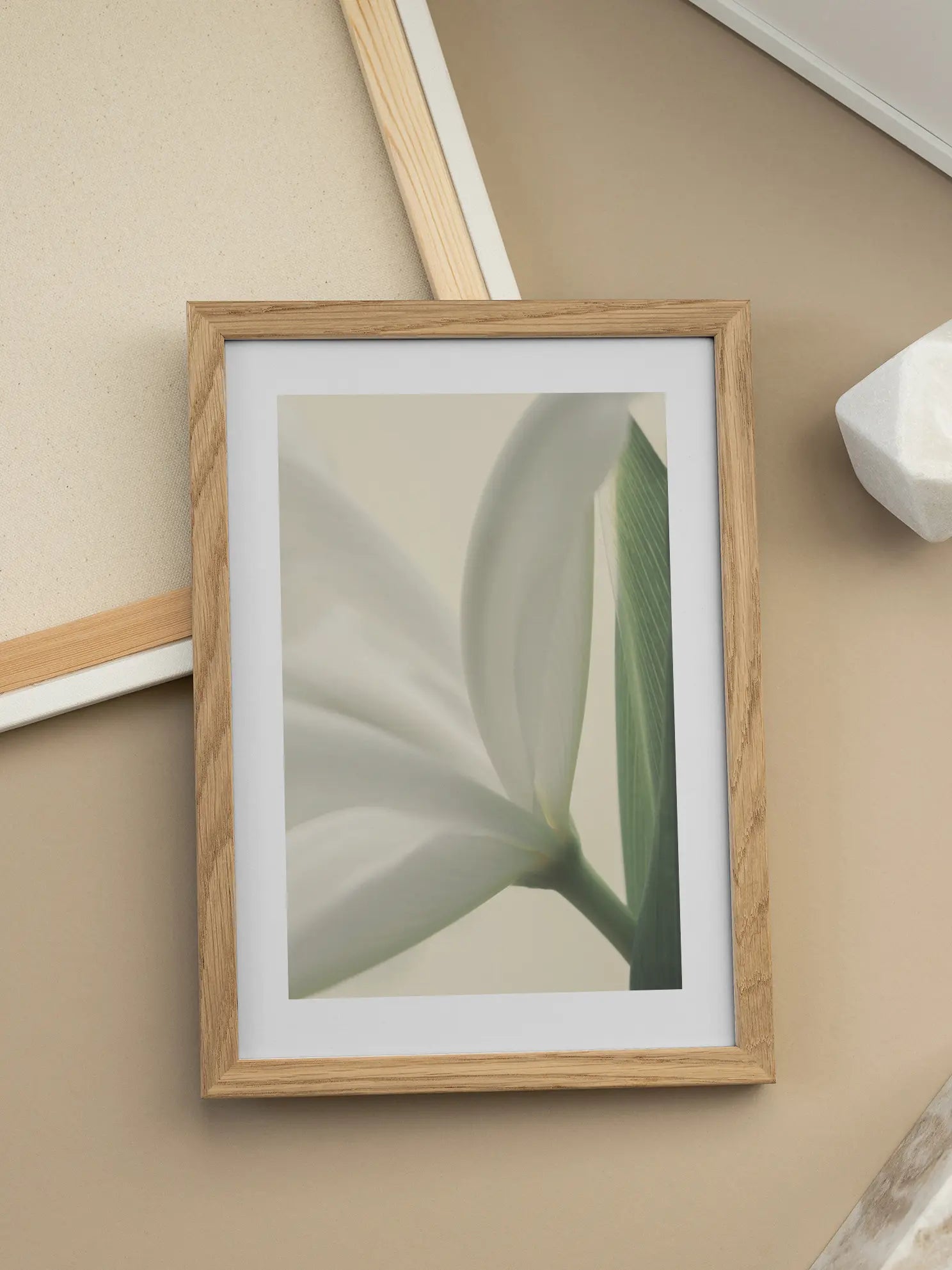 Soft Tulip Poster