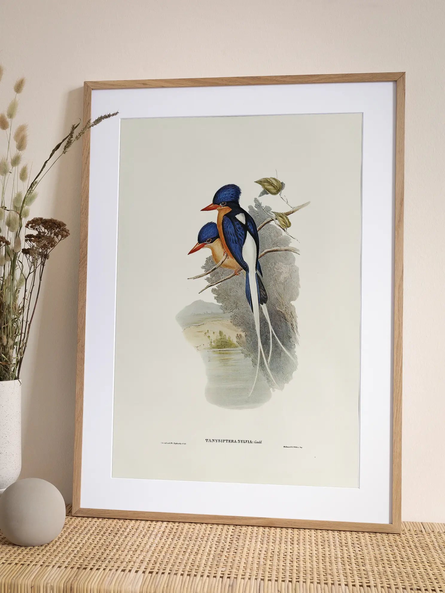 Tanysiptera Sylvia Poster