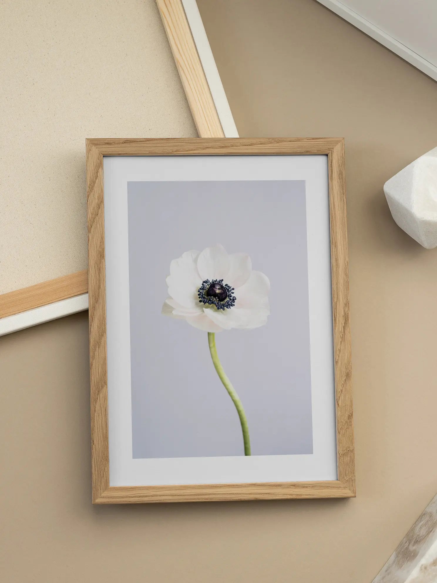 White Anemone Poster