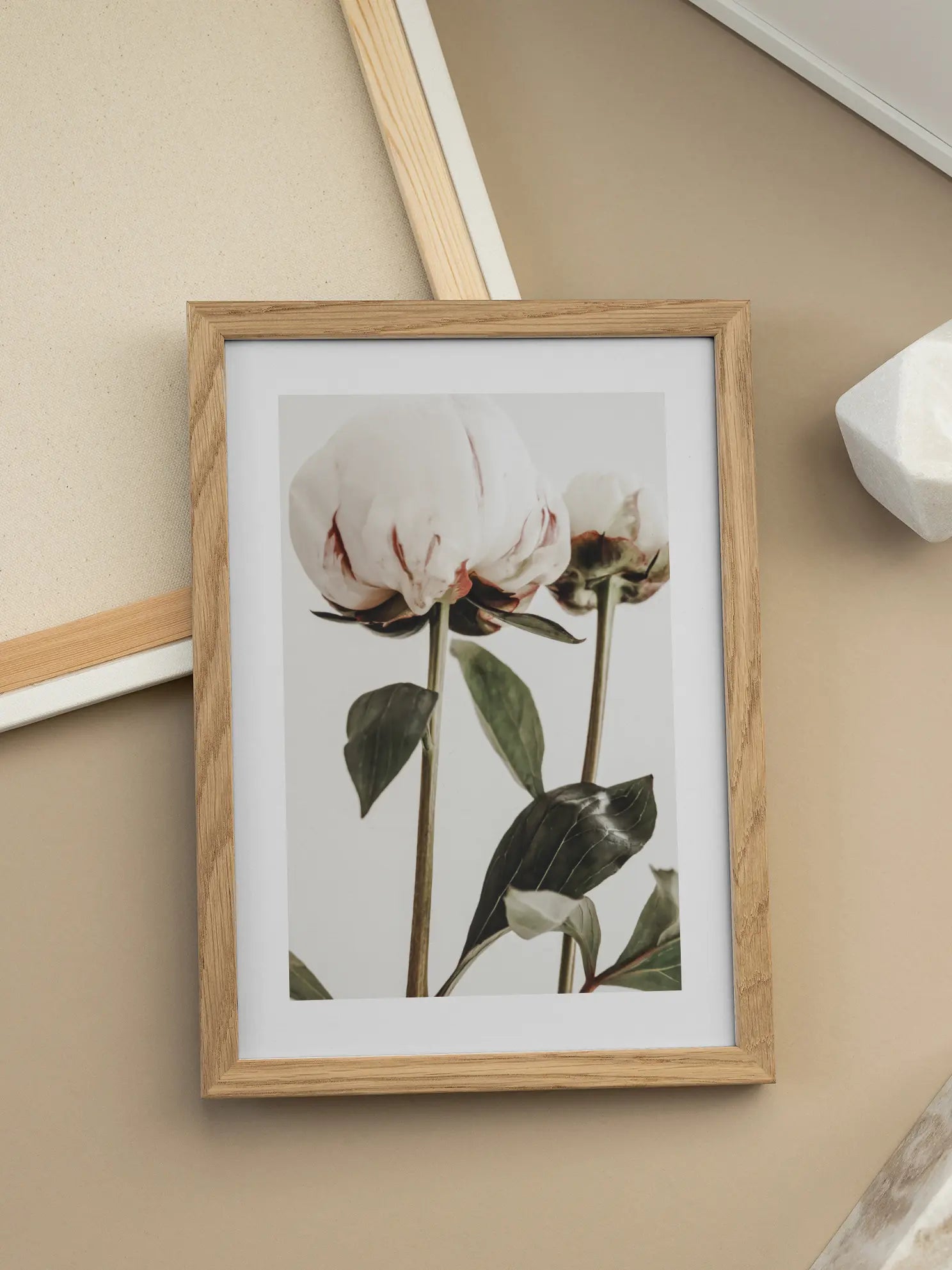 White Peonies Poster