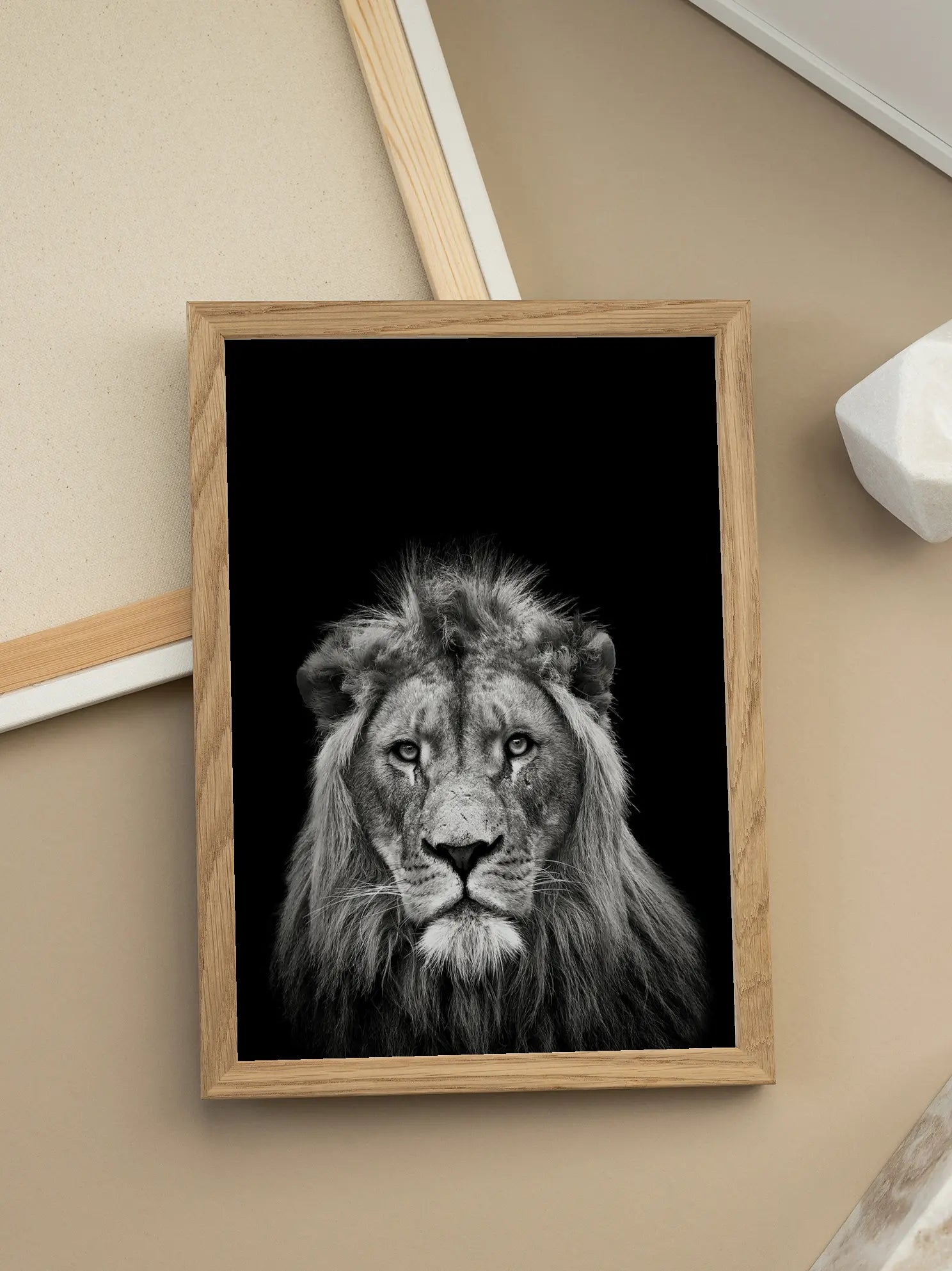 Young Male Lion Poster